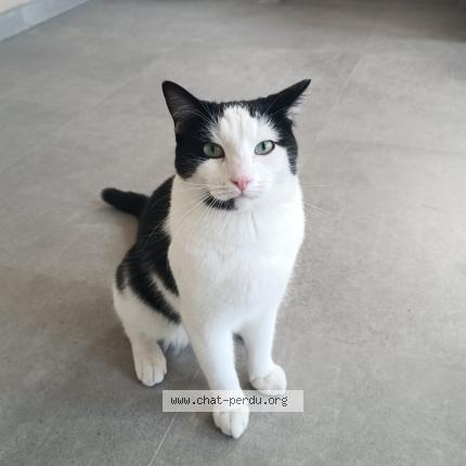 Foto 2/2 TAZ Chat perdido en Thiant