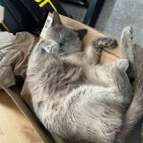 Foto del gato perdido en Montauban