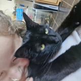 Foto del gato perdido en Messein