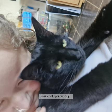 Foto 1/1 Lilith Chat perdido en Messein