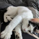 Foto del gato perdido en Avelin