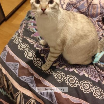 Foto 1/1 Zizou Chat perdido en Saint redegonde