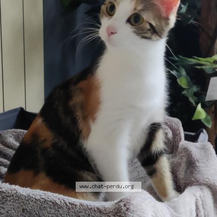 Foto 1/1 Biscotte Chat perdido en Bruay sur l escaut