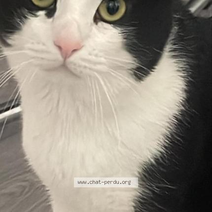 Foto 1/1 Qiqi Chat perdido en Pessac