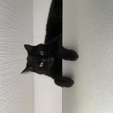 Foto del gato perdido en Tagnon