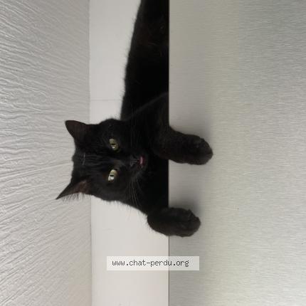 Foto 1/1 Mimine Chat perdido en Tagnon