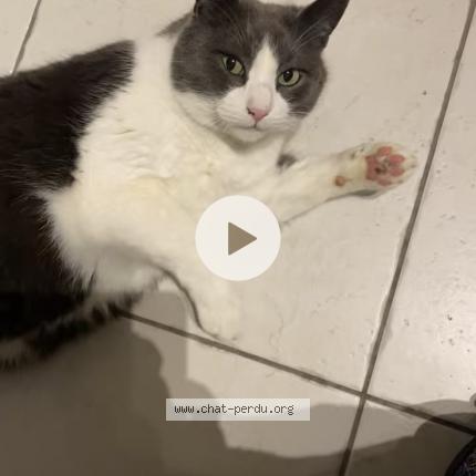 Foto 1/1 Léon Chat perdido en Saint julien les villas