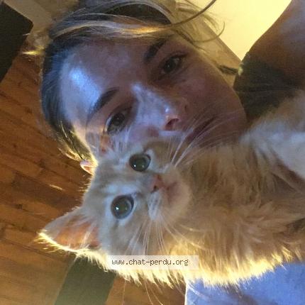 Foto 1/1 Milo Chat perdido en Saint victor