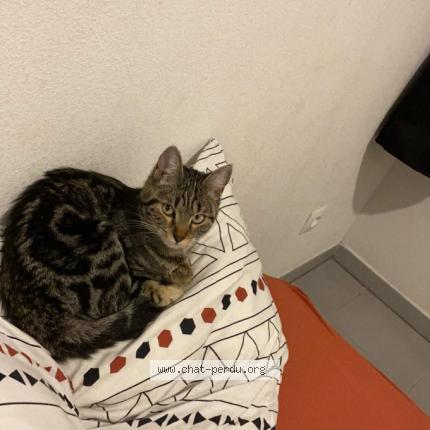 Foto 1/1 Mila Chat perdido en Montpellier