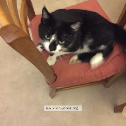 Foto 1/1 Bianca Chat perdido en Grussenheim