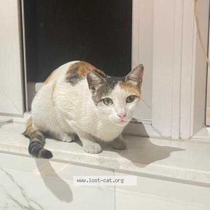 Foto 1/1 Tikki Chat perdido en Pune