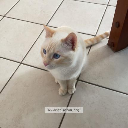 Foto 1/1 Inda Chat perdido en Villiers sur orge