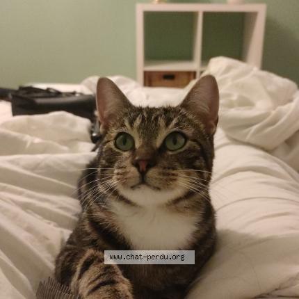 Foto 1/1 Yolo Chat perdido en Pont de buis les quimerch