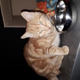 Foto de gato encontrado en Montrabe