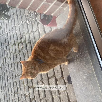Foto 1/1 Bibi Chat perdido en Lorgies
