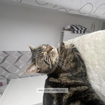 Foto 1/1 Nino Chat perdido en Jouy le moutier