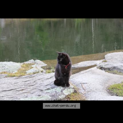 Foto 1/1 Salem Chat perdido en Gueret