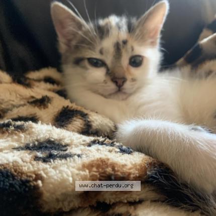 Foto 1/1 Rebelle Chat perdido en Saint pol sur mer