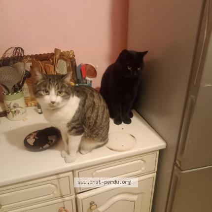 Foto 1/1 Ouni Chat perdido en Villeneuve les maguelonne