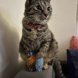 Foto del gato perdido en Archamps