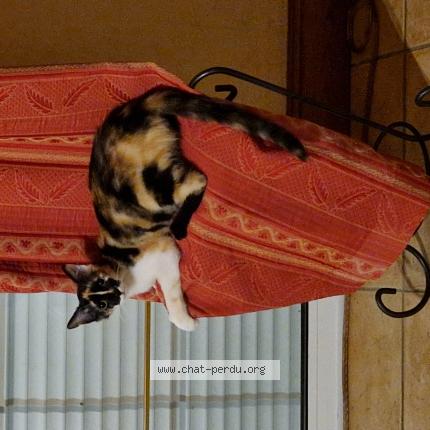 Foto 1/1 Gato encontrado Perdido en Montauban