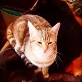 Foto del gato perdido en Cases De Pene