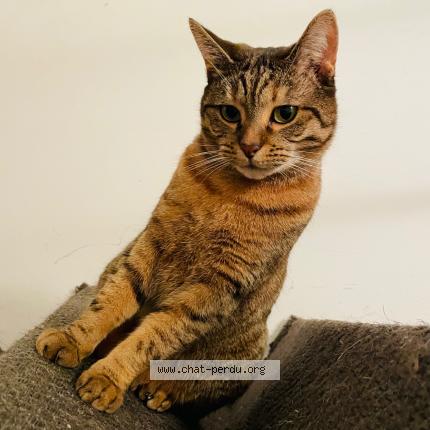 Foto 1/1 SCOTTY Chat perdido en Roumare