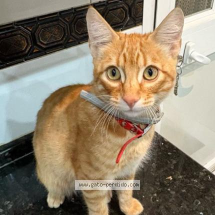 Foto 1/1 Robin Chat perdido en Bormujos