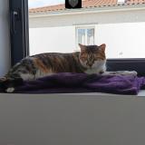 Foto del gato perdido en Chassagny Beauvallon