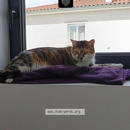 Foto 1/1 Passoha Chat perdido en Chassagny beauvallon