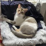 Foto del gato perdido en Reims