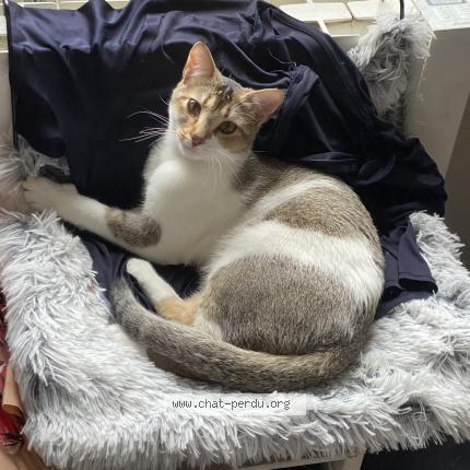 Foto 1/1 Giulia Chat perdido en Reims