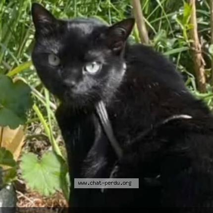 Foto 1/1 Nero Chat perdido en Erlangen