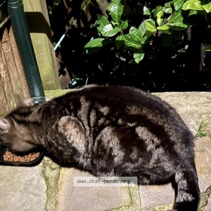 Foto 1/1 Gato encontrado Encontrado en Flawinne