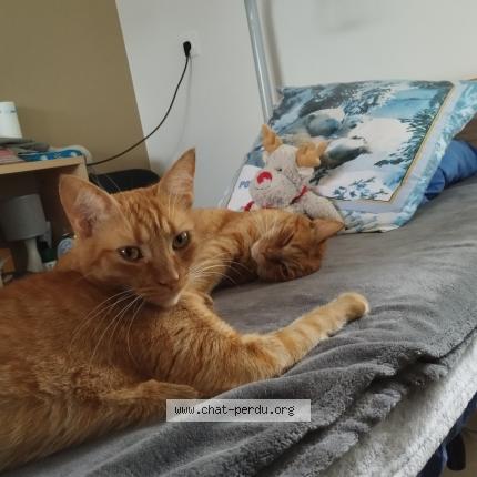 Foto 1/1 Gato encontrado Perdido en Tierce