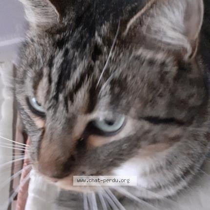 Foto 1/1 kaline Chat perdido en Ouistreham