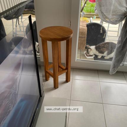 Foto 1/1 Gato encontrado Encontrado en Poisy