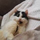 Foto del gato perdido en Besancon