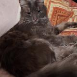 Foto del gato perdido en Yvetot