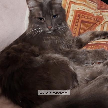 Foto 1/1 Thor Chat perdido en Yvetot