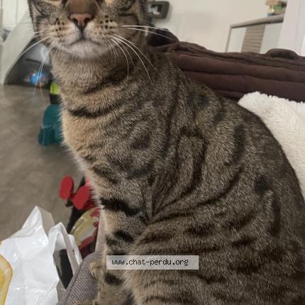 Foto 1/1 Pikachu Chat perdido en Nanteuil les meaux