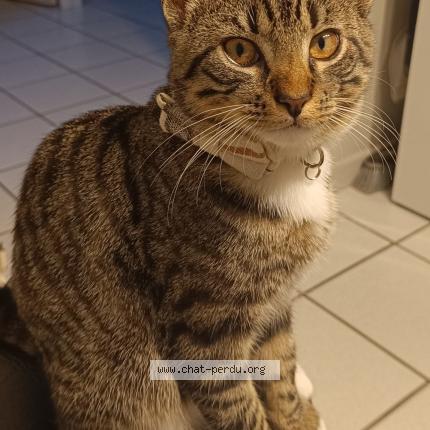 Foto 1/1 Happy Chat perdido en Miserieux