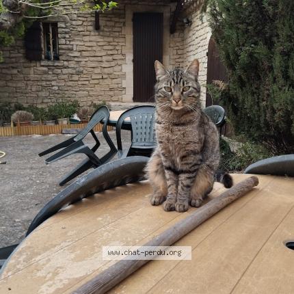 Foto 1/1 Charly Chat perdido en Gordes