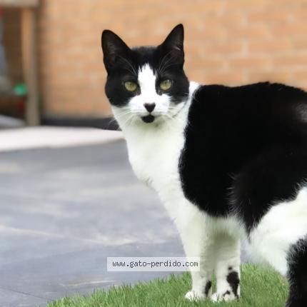 Foto 1/1 Noa Chat perdido en Leon