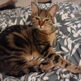 Foto del gato perdido en Anse