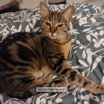 Foto 1/1 Tsuki Chat perdido en Anse