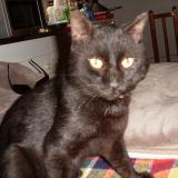 Foto del gato perdido en Thoard