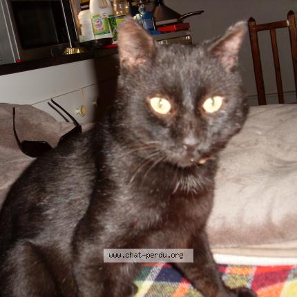 Foto 1/1 Gato encontrado Perdido en Thoard