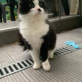 Foto del gato perdido en Loos