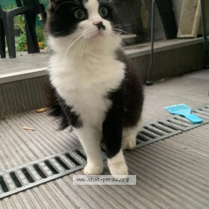 Foto 1/1 Zoro Chat perdido en Loos